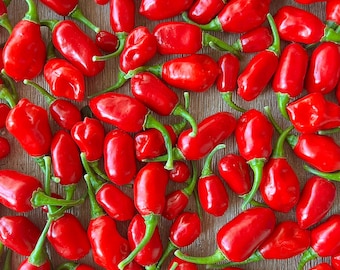 Red Jumbo Aji Charapita Organic Pepper Seeds