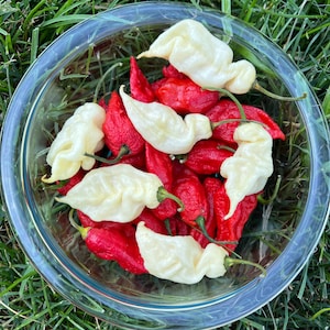 White Knight Premium Pepper Seeds, Non-GMO organic garden vegetable pepper seeds, great for cooking, salsa, sauces, powder!