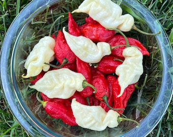 White Knight Premium Pepper Seeds, Non-GMO organic garden vegetable pepper seeds, great for cooking, salsa, sauces, powder!