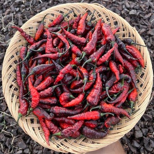 Op de afbeelding: Een rieten mand vol rode en donkerpaarse chilipepers. De pepers hebben een gerimpelde textuur en groene stelen. De mand is gemaakt van lichtbruin geweven materiaal en de achtergrond is donker.