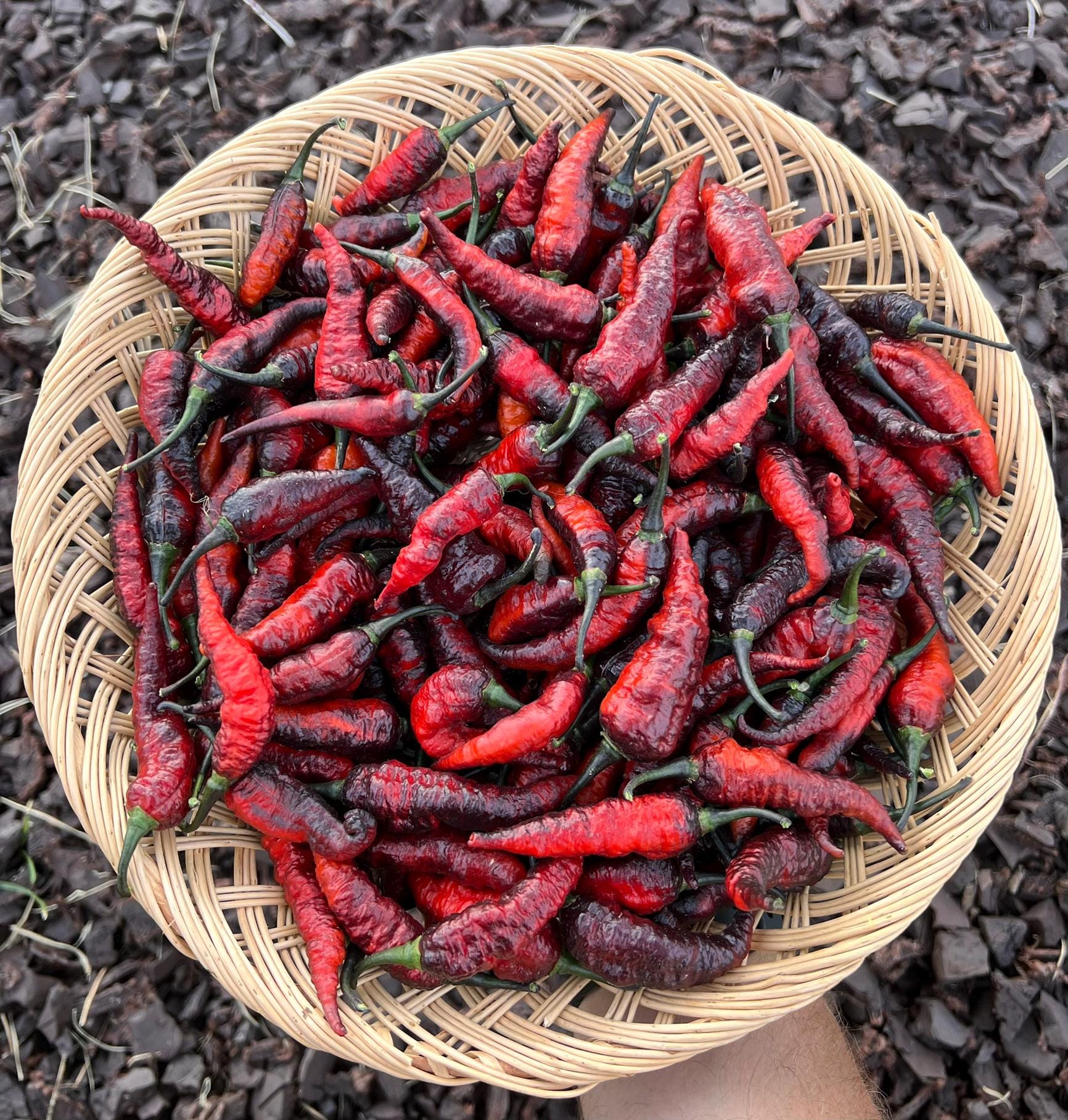 Naga Black Twister Superhot Pepper Seeds - Non-gmo Organic