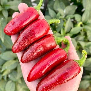 SUPER HOT Jalapeno Pepper Seeds Unique variety Premium Seeds Packet