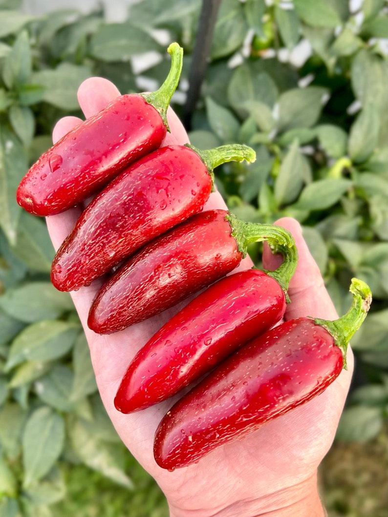 PupperPeppers Jalapeno Pepper Seeds