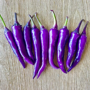 Buena Mulata Purple Pepper Seeds - Non-GMO Organic Pepper. Great for gardening gift seeds, cooking!
