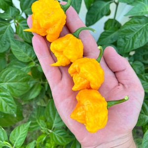 Scotch Brain Yellow Premium Seeds Pack - Non-GMO Vegetable Pepper Superhot Chili Seeds. Perfect for Cooking, Salsa, Seasoning, Garden!