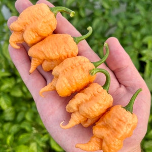 Peach X DD Seeds Pepper Seeds Pack