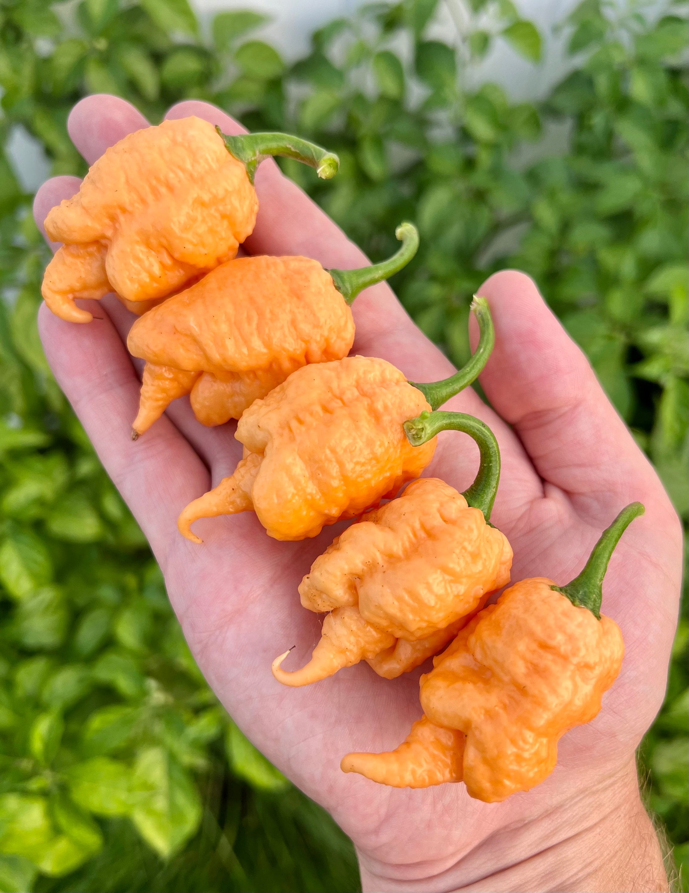 Peach X DD Seeds Pepper Seeds Pack - Etsy