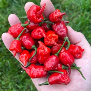 Mini Carolina Reaper Purple Red Pepper Seeds