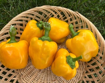 Quadrato Asti Giallo Sweet Pepper Seeds Packet - Non-GMO Organic Sweet Pepper. Great Yellow Bell Pepper