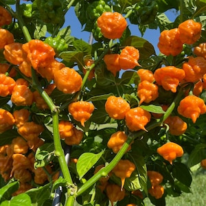 Peach Starrkist Pepper Seeds (KSPS) Khang Starr Creation, Hot Pepper Variety, Great for cooking, gardener gifts and more!