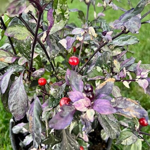 May include: A potted pepper plant with dark green and purple leaves and red peppers. The plant is growing in a black pot.