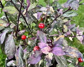 Indonesian Variegated x Purple Flash Beautiful Variegated Pepper Seed Pack
