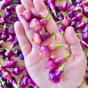 May include: A hand holding five small, purple peppers. The peppers are shaped like a bell and have a pointed tip. They are surrounded by more peppers on a wooden surface.
