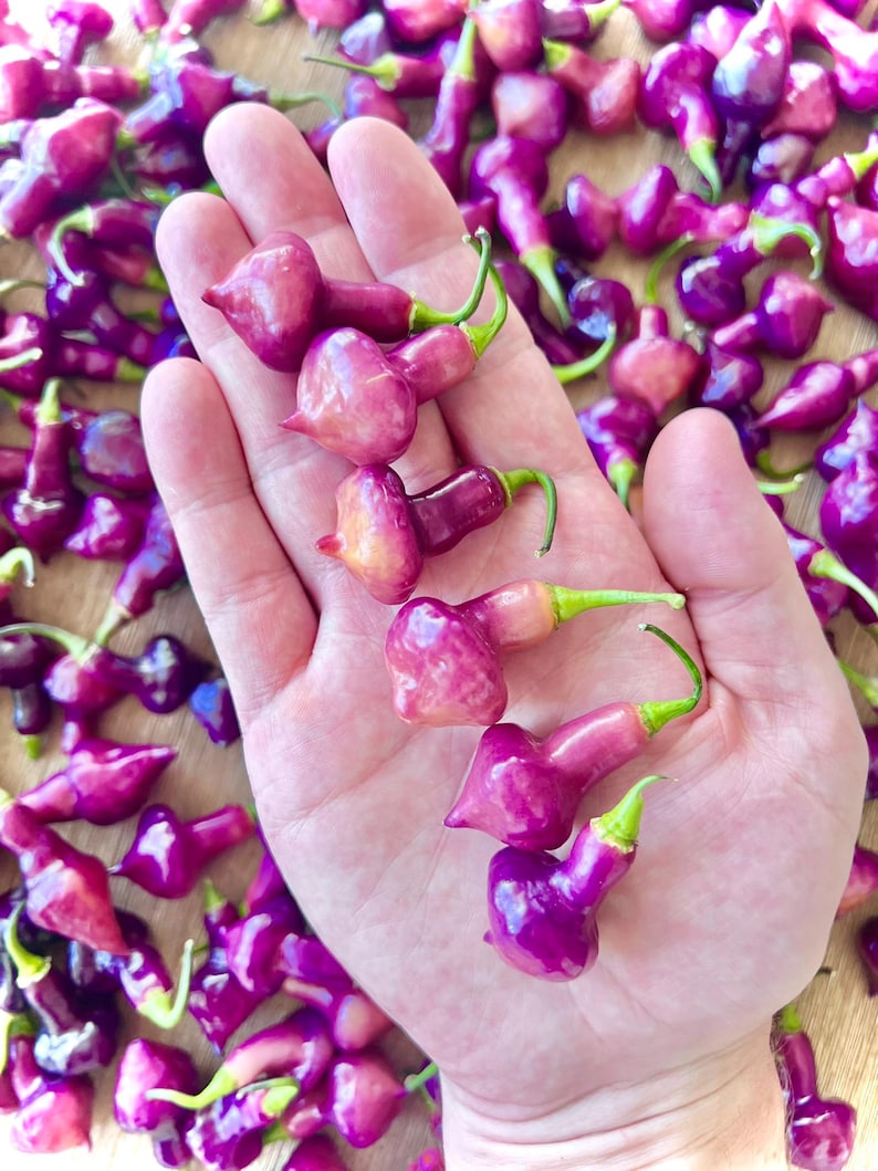 May include: A hand holding five small, purple peppers. The peppers are shaped like a bell and have a pointed tip. They are surrounded by more peppers on a wooden surface.