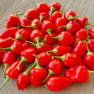 PeppaPeach Red Pepper Seeds Pack - Non-GMO Organic Sweet Mild Pepper. Super Sweet Mild Pepper great for gardening gift seeds, cooking!