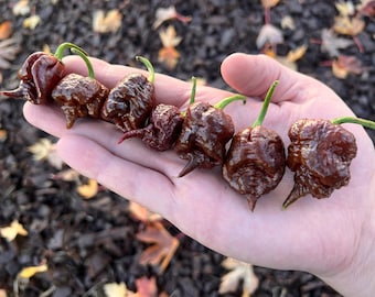 Chocolate Lava Reaper Superhot Pepper Seeds Pack - Non-GMO Organic Superhot Pepper variety