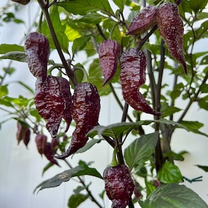 Fox Purple Naga Ruby Superhot Pepper Seeds - Superhot Pepper Seeds, Non-GMO Organic Superhot Pepper Seeds