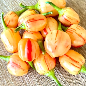 PeppaPeach Stripey Pepper Seeds Pack - Non-GMO Organic Sweet Mild Pepper. Super Sweet Mild Pepper great for gardening gift seeds, cooking!