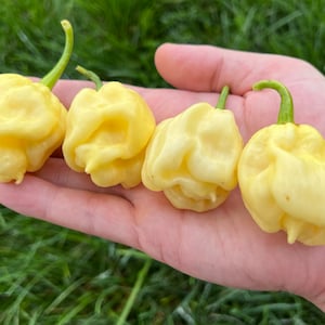 Carolina Reaper White DD Superhot Pepper Seeds