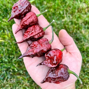 Moruga BlackJack Pepper Seeds - Non-GMO Organic Superhot Pepper. Great for gardening gift seeds, cooking and planting!