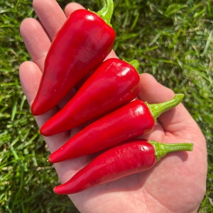 Fresno Red Pepper Premium Seeds Packet
