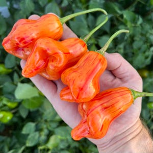Tangerine Tiger Pepper Seeds Pack - Non-GMO Organic Hot Sweet Pepper. Super Sweet Pepper great for gardening gift seeds, cooking!