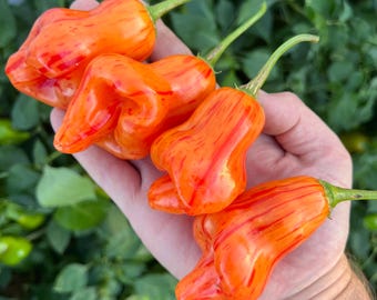 Tangerine Tiger Pepper Seeds Pack - Non-GMO Organic Hot Sweet Pepper. Super Sweet Pepper great for gardening gift seeds, cooking!