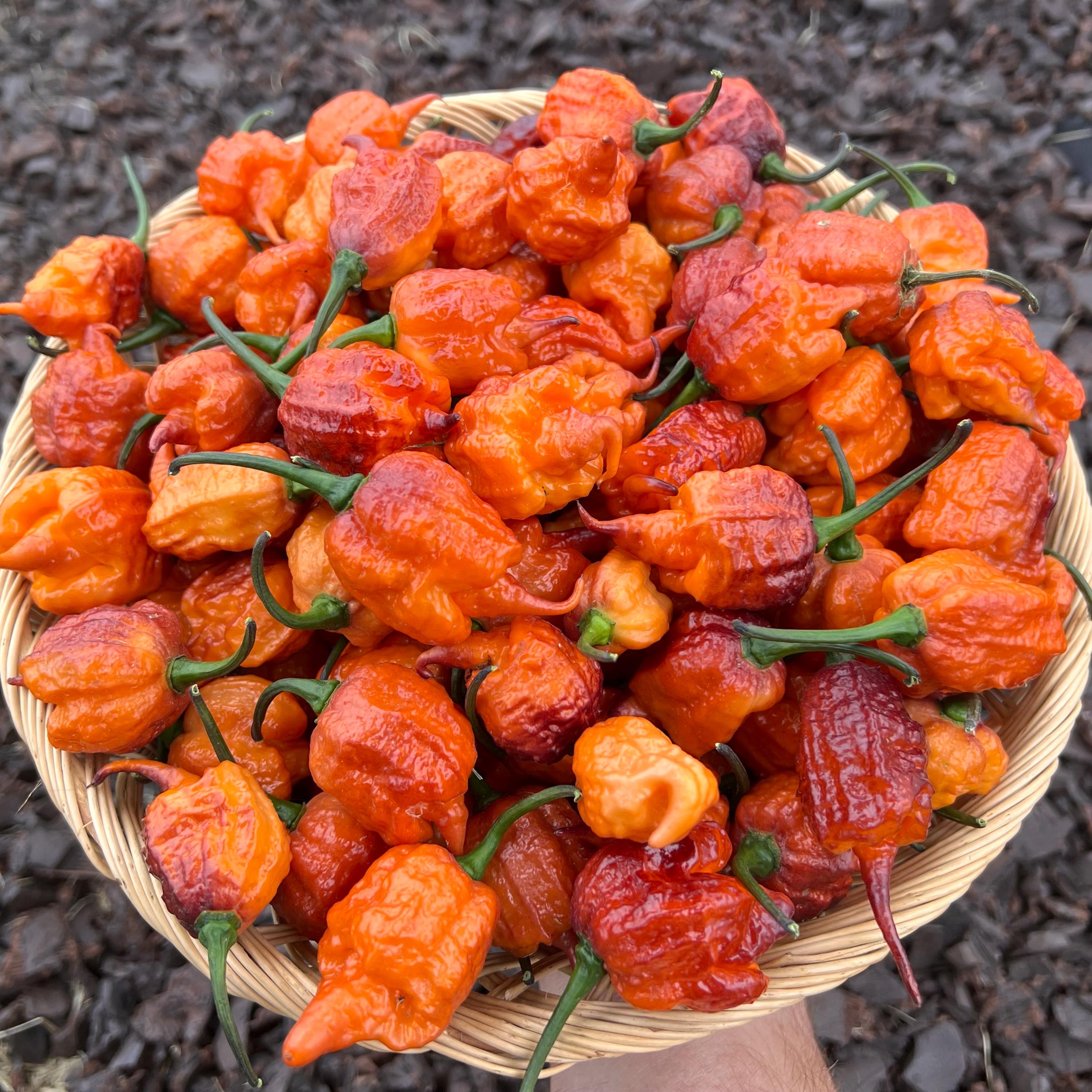 Gator Jigsaw Orange Pepper Seeds - Premium Peppers for Garden