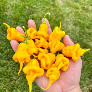 Jay's Yellow Ghost Scorpion Premium Pepper Seed Pack