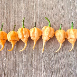 Jay&#39;s 7 Pot Primo Peach Pepper Seeds- Non-GMO Organic Superhot Pepper. Great for gardening gift seeds, cooking and planting!