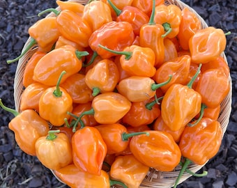 Chichin Itza Habanero Pepper Premium Seeds Packet Non-GMO Vegetable Seeds Hot Peppers. Great for cooking, salsa, powders, and gifts!