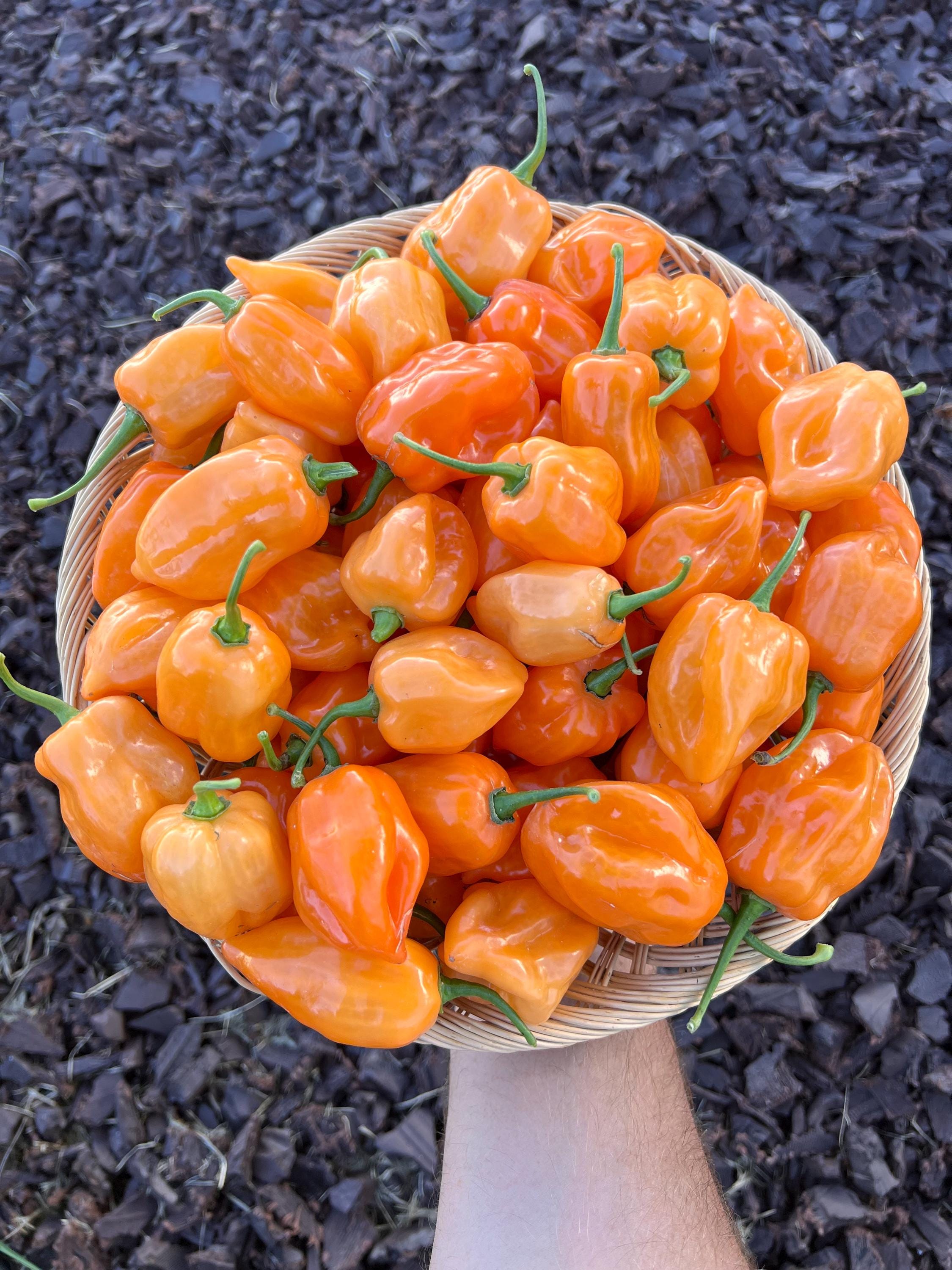 Chichin Itza Habanero - Organic Pepper Seeds - Etsy Chichin Itza Habanero - Organic Pepper Seeds - Etsy