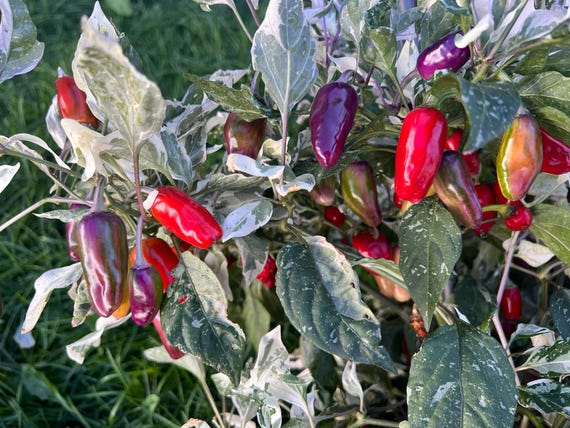 Purple Mattapeo Variegated Jalapeo Pepper Seeds - Etsy