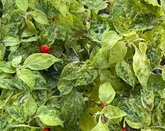 Ninfadora Pepper Seeds, Ornamental Pepper Variety - Non-GMO Organic Pepper Seeds