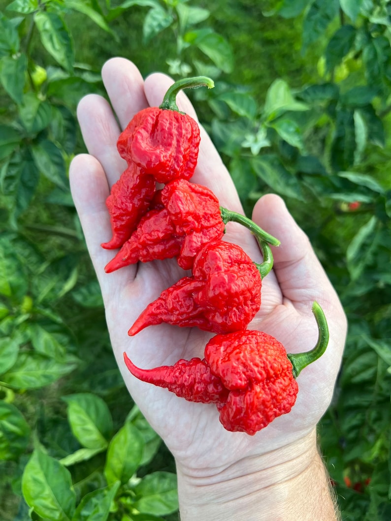 Beast Pepper Seeds Premium Packet Superhot Unique Peppers - Hotter Than ...