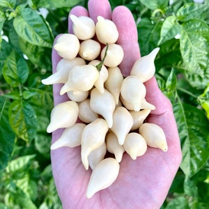 White Biquinho Pepper Seeds Hot Ornamental Pepper Seeds - Non-GMO Organic Peppers Great for Cooking, gifts, gardeners, and more!
