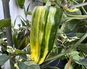 Bryan's Blood Hot Pepper Seeds - Ornamental Jalapeno Variegated Pepper Style, Great for cooking, sauces, powders, gifts, presents.