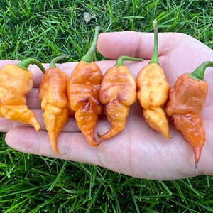 King BOC Dark Leaf Superhot Pepper Seed Pack