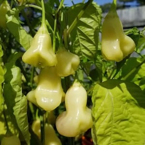 Aji Fantasy Cream Pepper Seeds Pack - Non-GMO Organic Hot Pepper Great for gardening gift seeds, cooking!