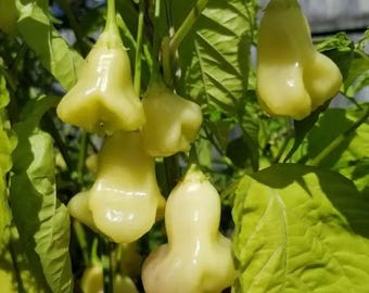 Aji Fantasy Cream Pepper Seeds Pack - Non-GMO Organic Hot Pepper Great for gardening gift seeds, cooking!