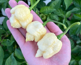 Whynot Pepper Seeds Superhot Pepper Seeds Pack - Organic Non-GMO Vegetable Pepper Seeds, great for gardeners, gift, cooking, sauces and more