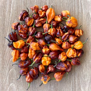 Pockmark Orange Superhot Pepper Seeds - Non-GMO Organic Superhot Pepper. Great for gardening gift, cooking, growing, and more!