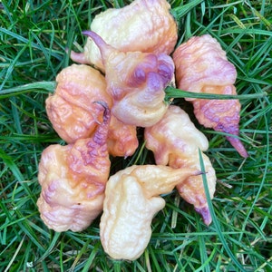 Purple Peach Carolina Reaper Rare Pepper Seeds Premium Packet