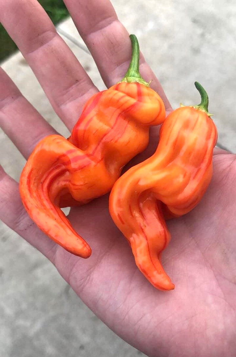 Sugar Rush Peach Stripey Pepper Seeds Pack - Etsy Canada