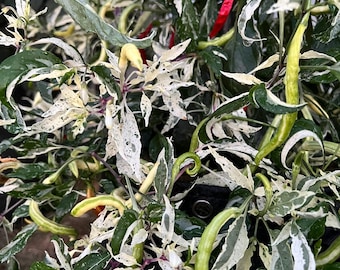 Dreamcatcher white X Thunder mountain longhorn Pepper Seeds- Similar to low-medium heat chili pepper, beautiful variegation ornamental plant