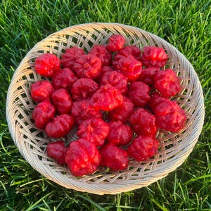 MA Wartryx Superhot Pepper Seeds - Non-GMO Organic Pepper, Great for gardening gift seeds, cooking!