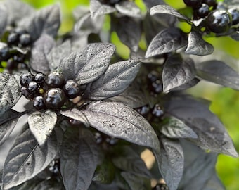 10 Black Pearl Hot Pepper Seeds Edible Ornamental Capsicum - Etsy