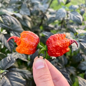 May include: Two vibrant orange and red Carolina Reaper peppers, held by a hand, with a dark green stem. The peppers have a wrinkled texture and a distinctive, curved tail. The background features dark green foliage.