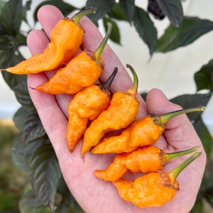 Adrenalina F3 Pepper Garden Seeds