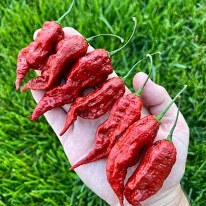Caramel Primotalii Superhot Pepper - Great for gardening gift seeds, cooking!